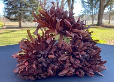 Dark Brown Daisy