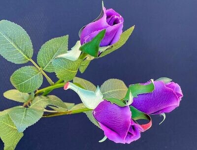 Purple Rose Buds