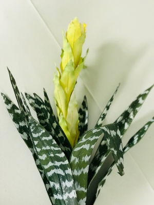 Individual Zebra Flower Bunches