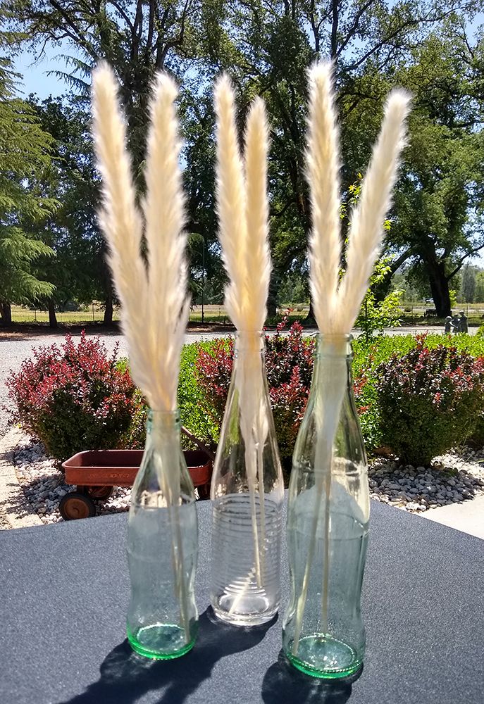 Glass Soda Bottles, Style: Tall