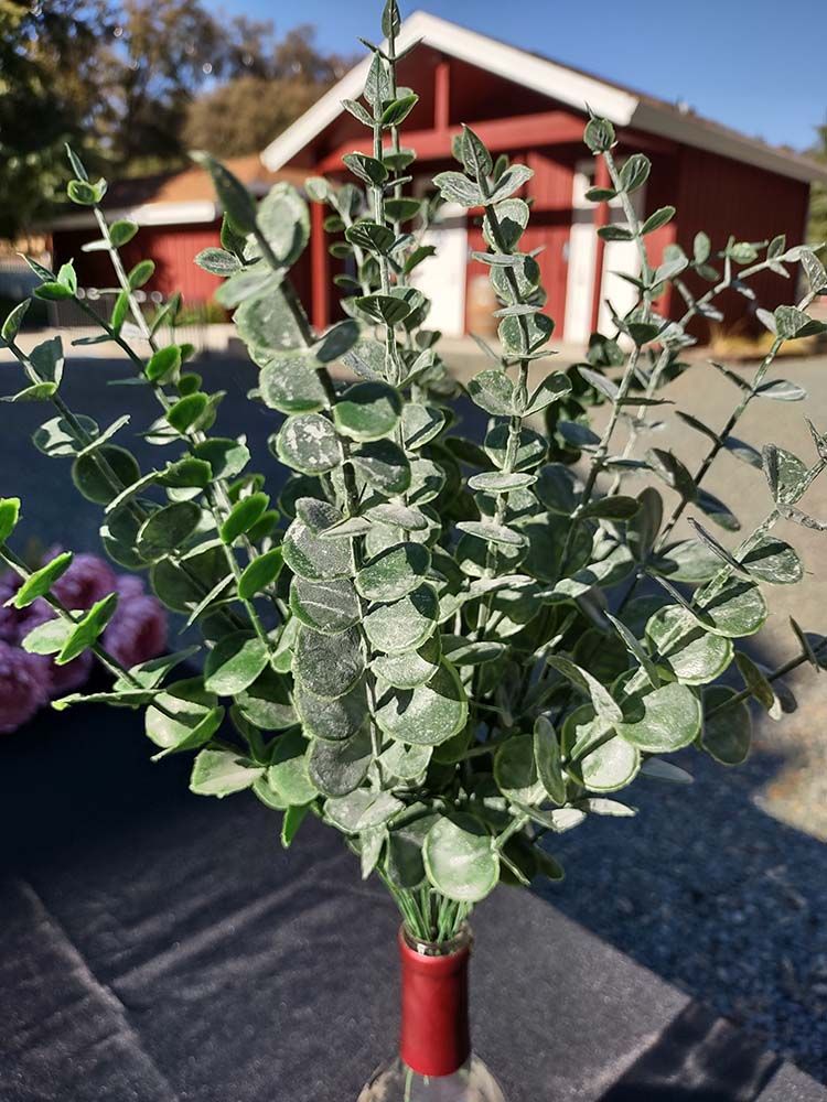 Eucalyptus Sprigs Eucalyptus Sprigs
