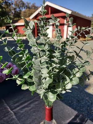 Eucalyptus Sprigs