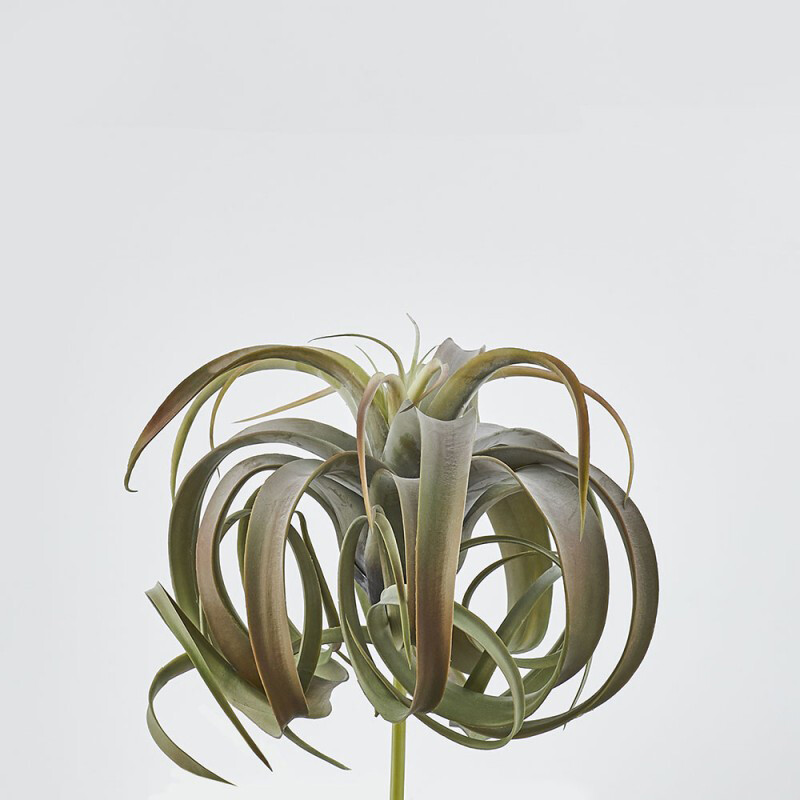 Tillandsia