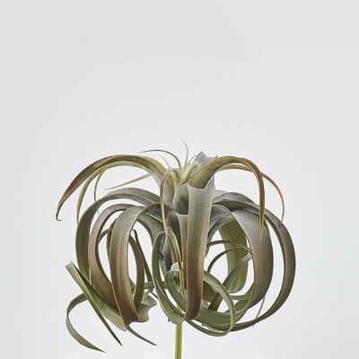 Tillandsia