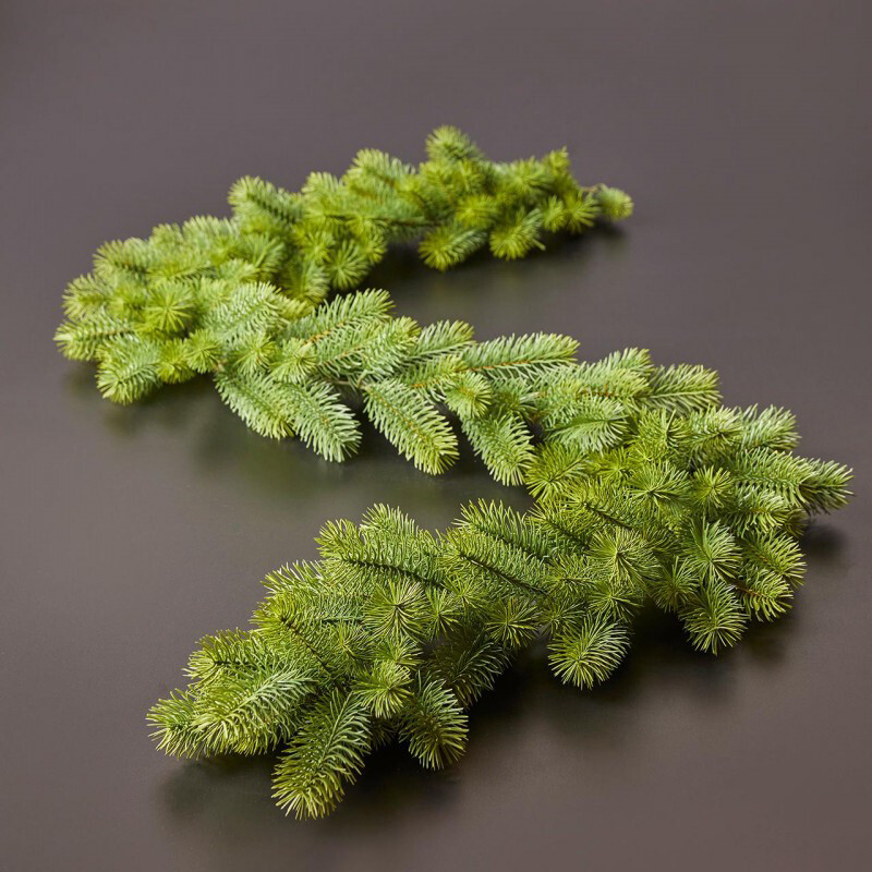 Festone Nobilis