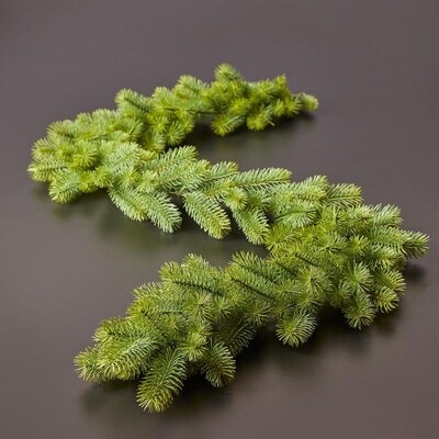 Festone Nobilis