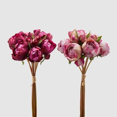 Peonia Olis