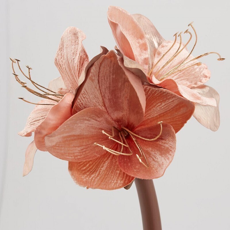 Amaryllis velluto