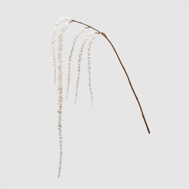 Amarantus material ramo