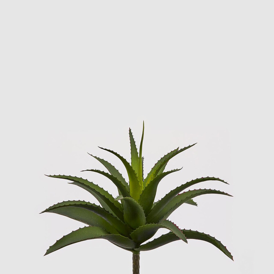 Agave West