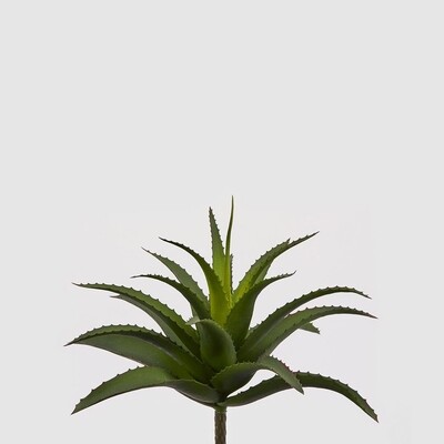 Agave West