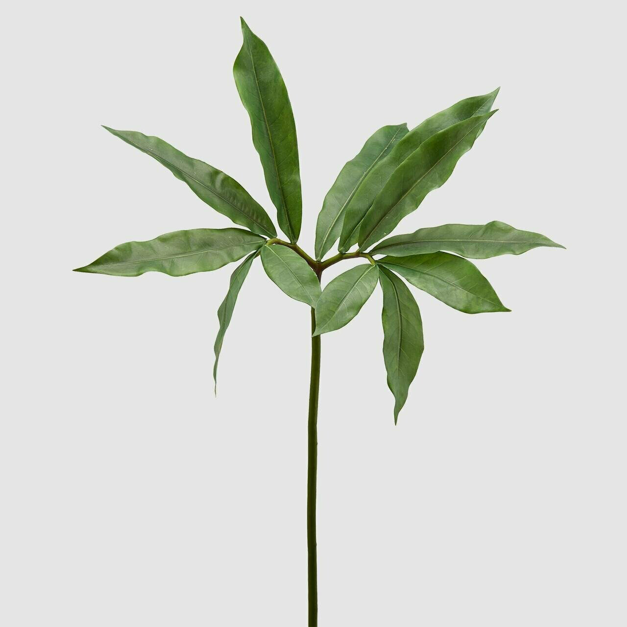 Arisaema Duke