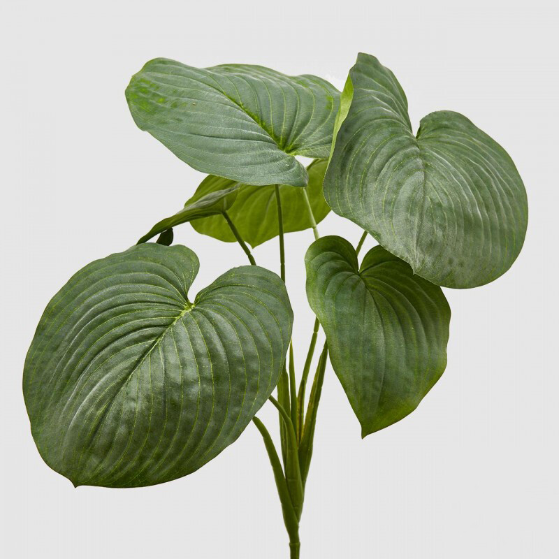 Hosta