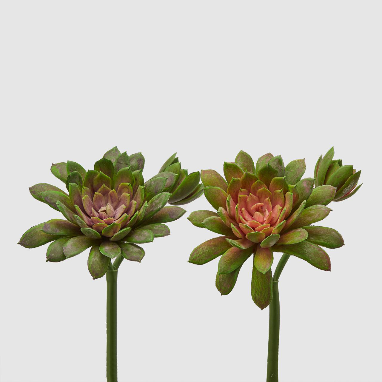 Echeveria Olis real touch