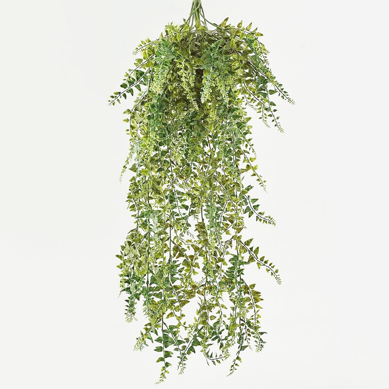 Edera cadente