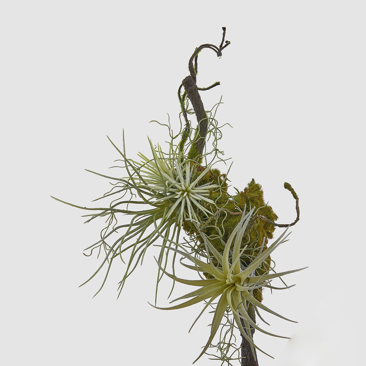 Tillandsia tralcio con muschio