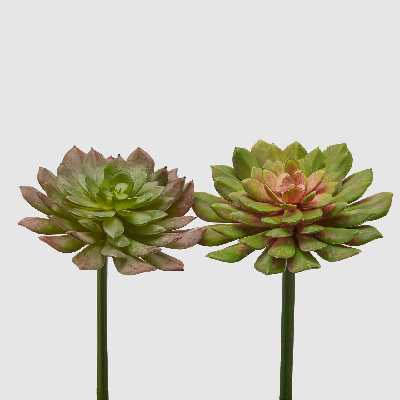Echeveria Olis real touch