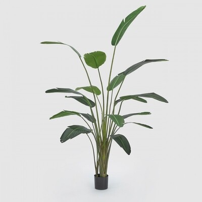 Strelitzia Chic