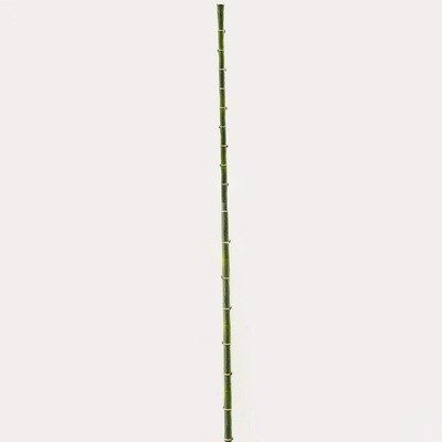 Bamboo verde h.185cm