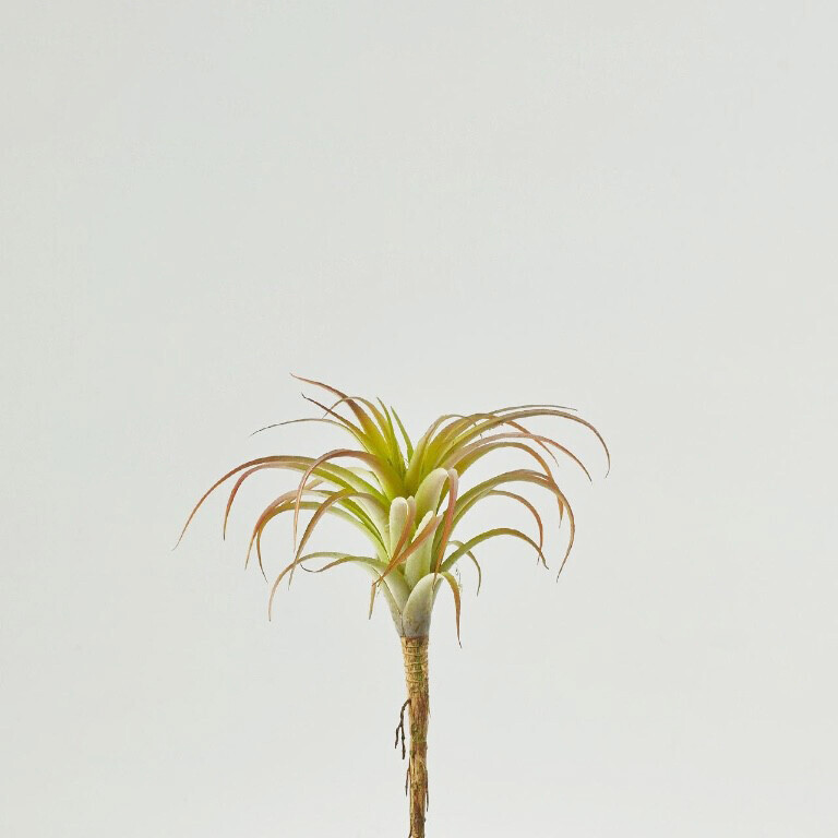 Tillandsia
