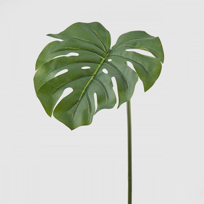Foglia Monstera
