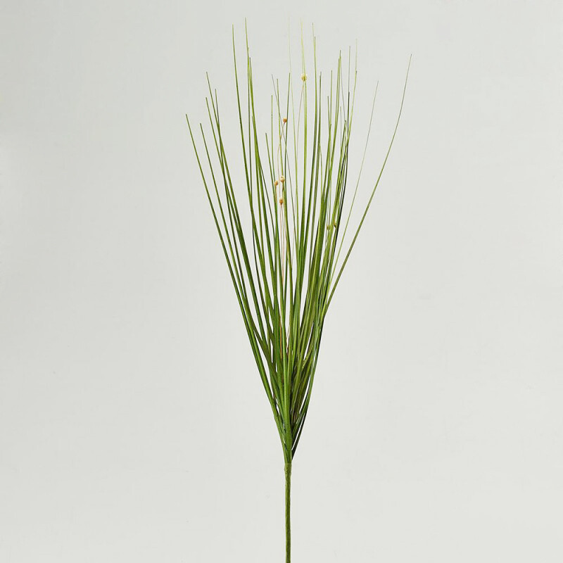 Festuca