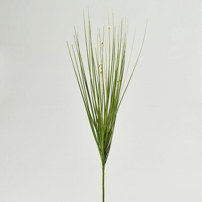 Festuca