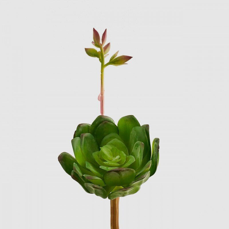 Cactacee aeonium