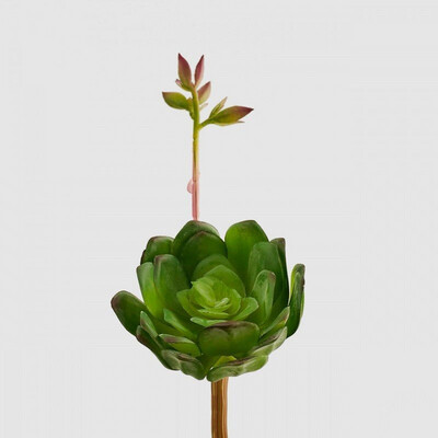 Cactacee aeonium