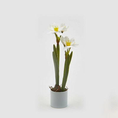 Narciso Real con vaso