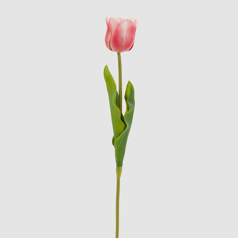 Tulipano Glorious