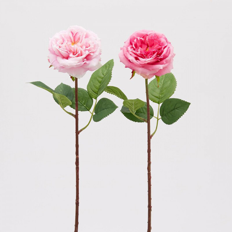 Rosa alma olis rosa