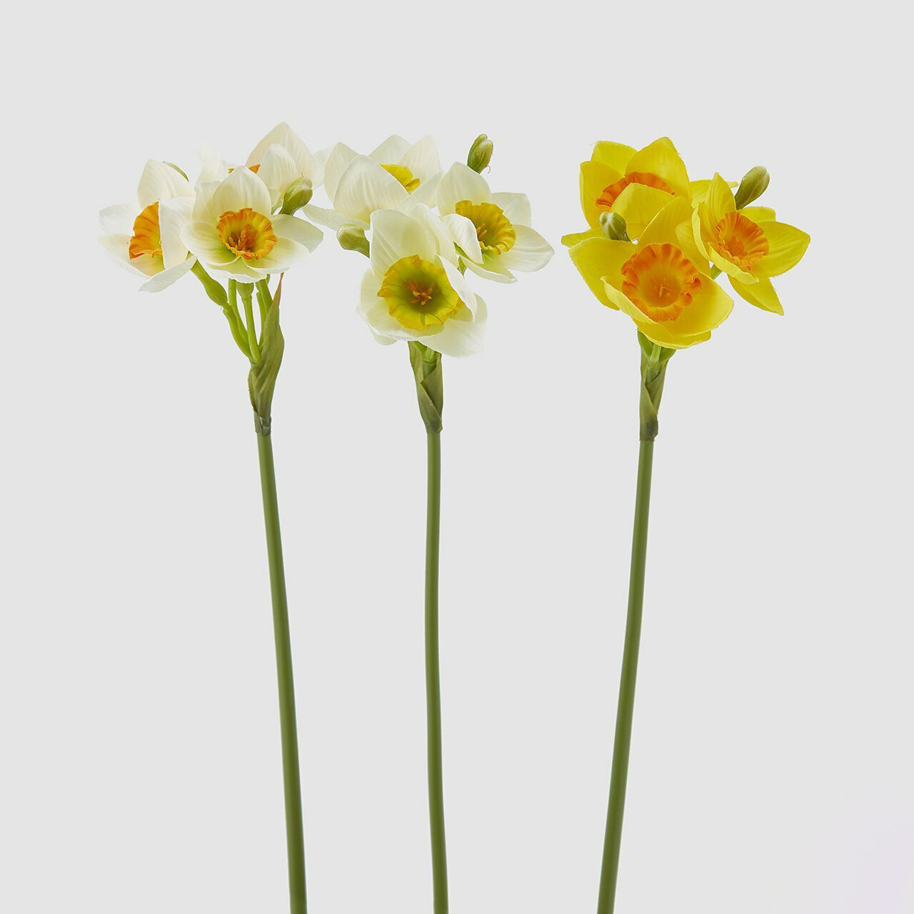 Narciso Eden
