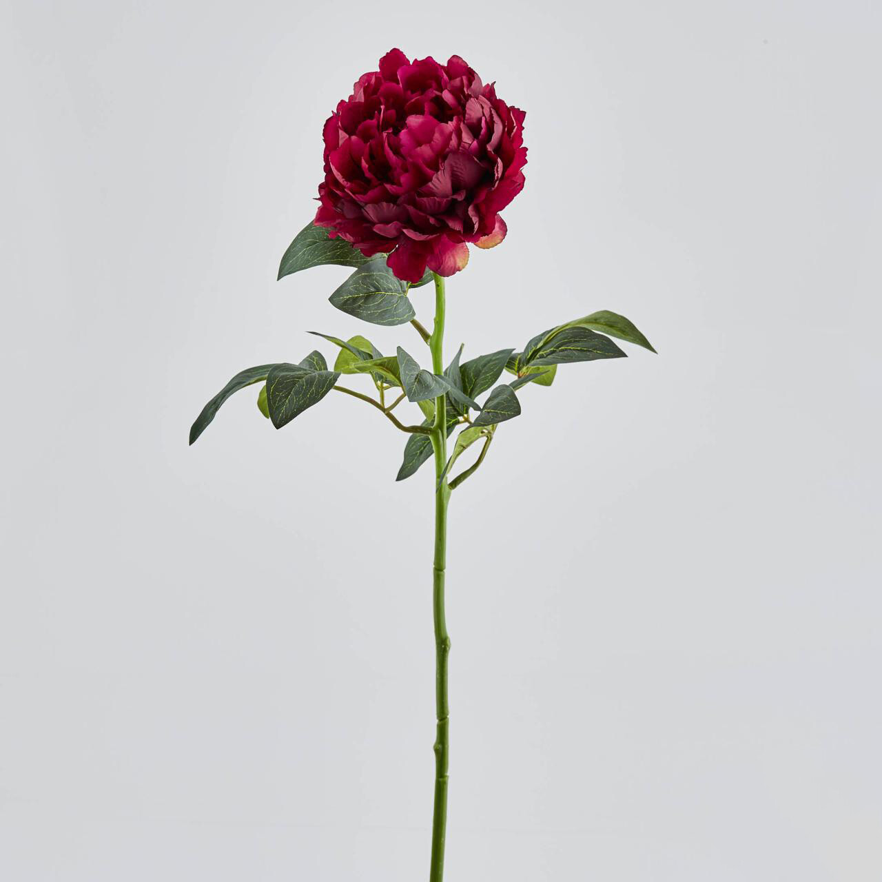Peonia Rex Bordeaux