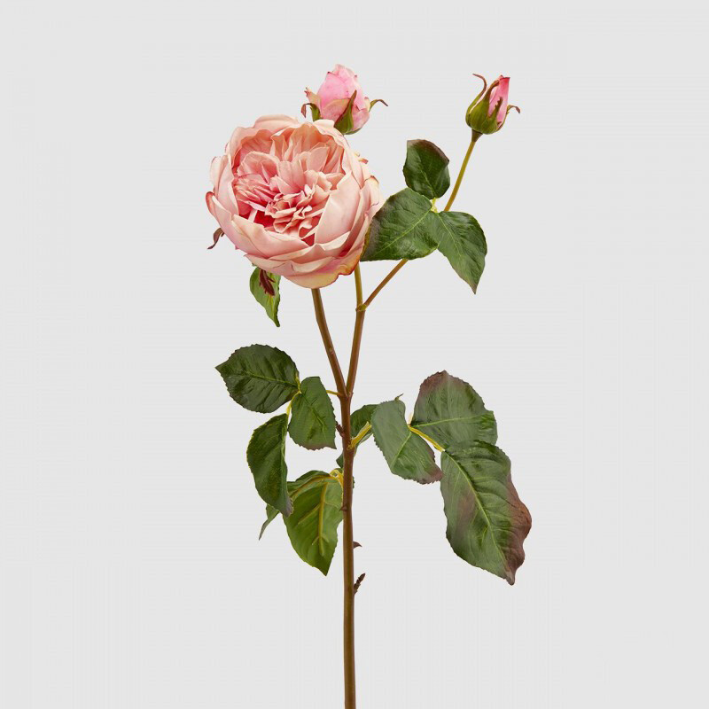 Rosa Dea inglese