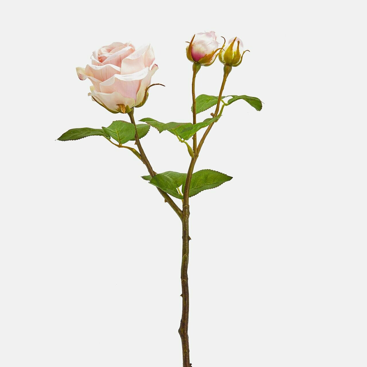 Rosa Elis Rex