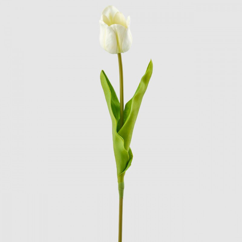 Tulipano Glorious