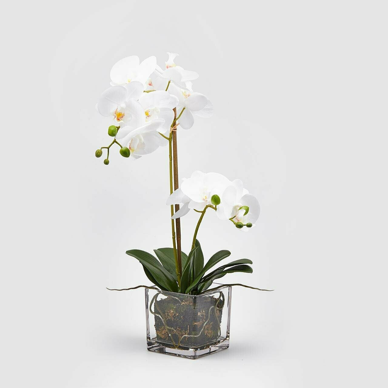 Orchidea con vaso