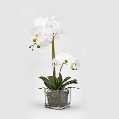 Orchidea con vaso