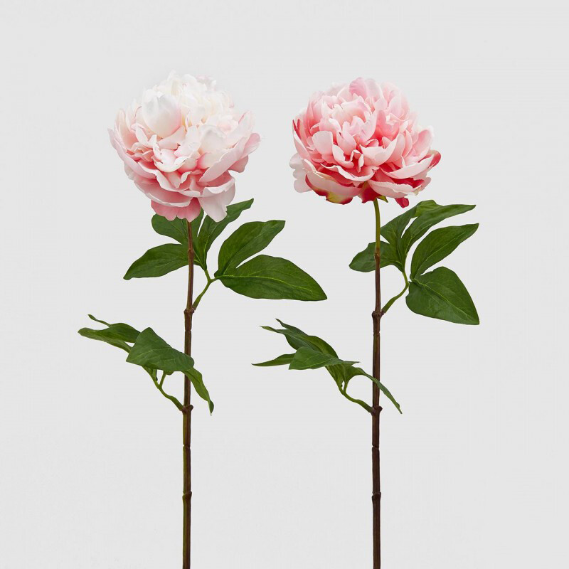 Peonia olis rosa