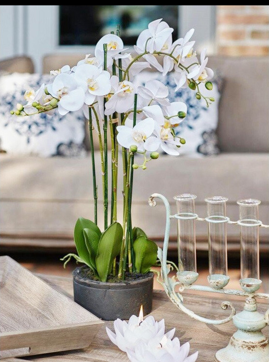 Orchidea con vaso