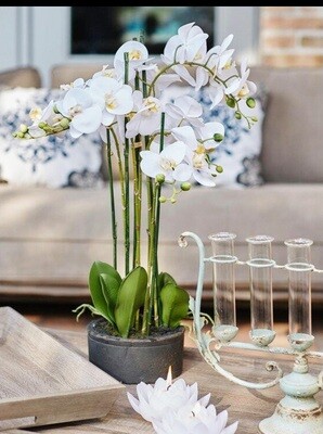Orchidea con vaso