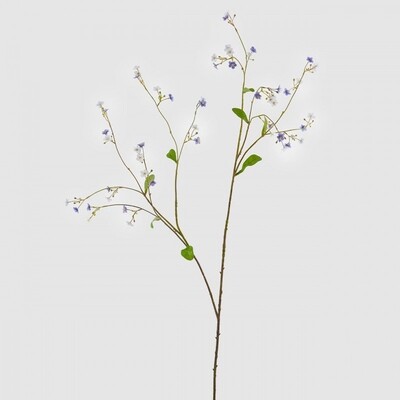 Gypsophila rex