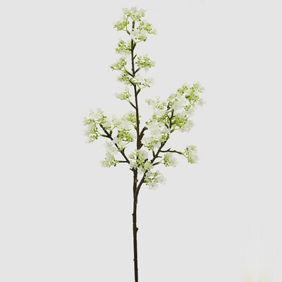 Prunus Chic
