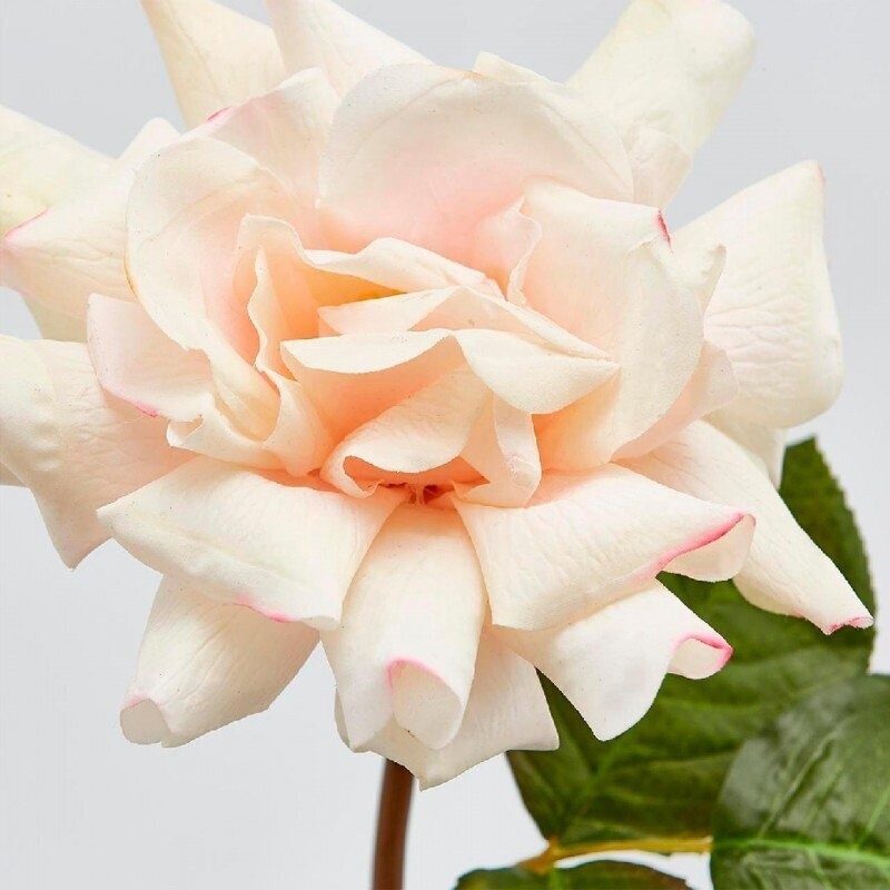 Rosa Dea Durchess