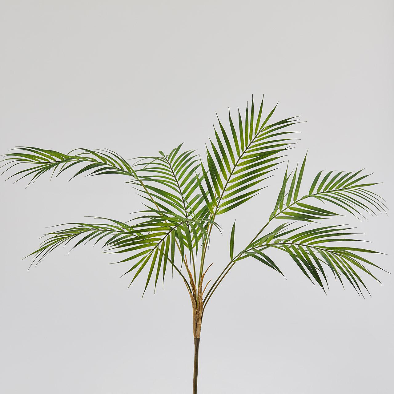 Palma Areca cespuglio