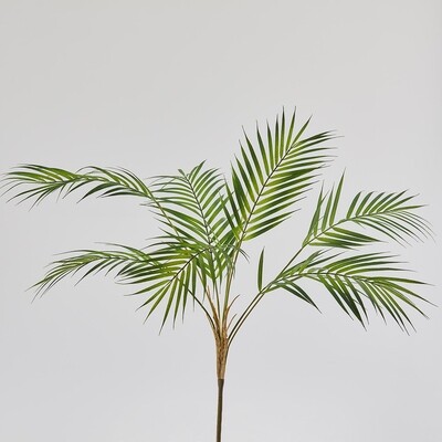 Palma Areca cespuglio