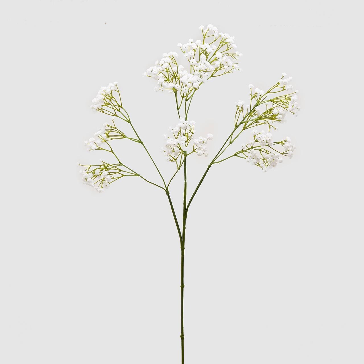 Gypsophila