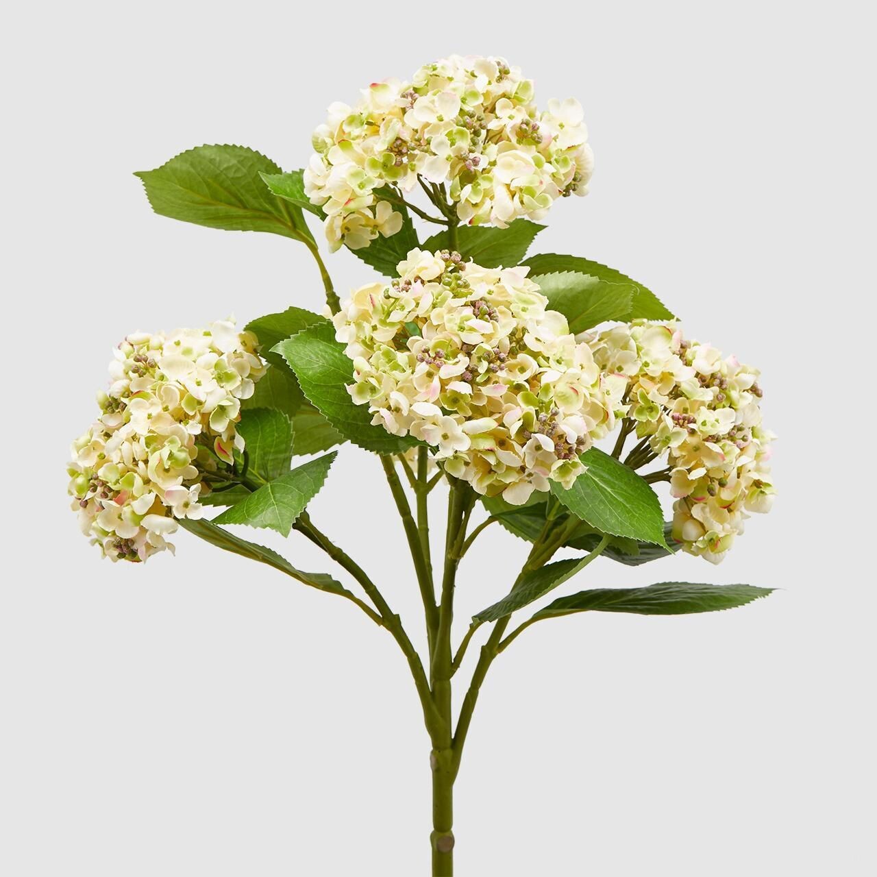 Ortensia cespuglio