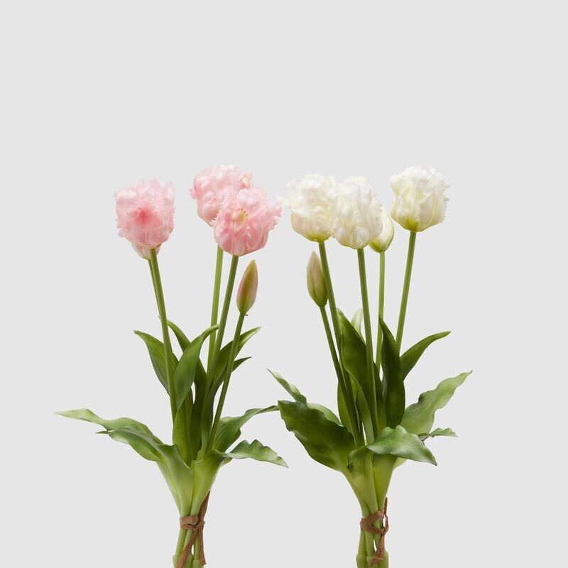 Tulipani Olis